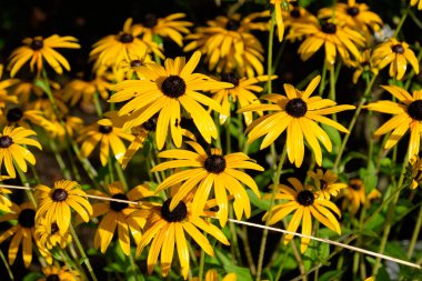 Bir Alman bahçesinde yaz mevsimi