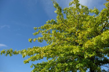 Bir Alman bahçesinde yaz mevsimi