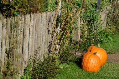 Bir Alman bahçesinde yaz mevsimi