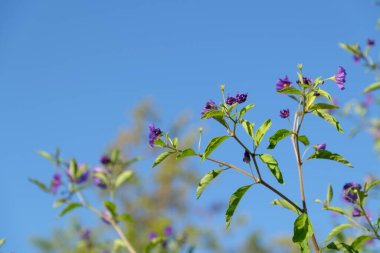 Bir Alman bahçesinde yaz mevsimi