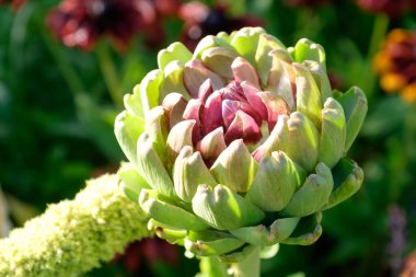 Bir Alman bahçesinde yaz mevsimi