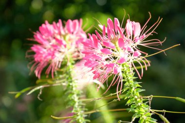 Bir Alman bahçesinde yaz mevsimi