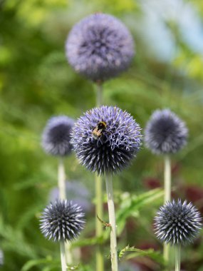 Bir Alman bahçesinde yaz mevsimi