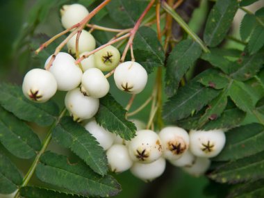 Norveç 'in güzelliği