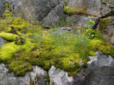 Norveç 'in güzelliği