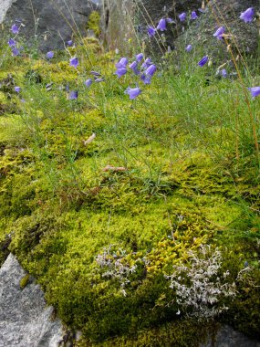 Norveç 'in güzelliği