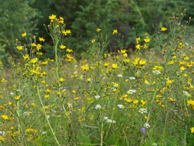 Ship cruise in the norwegian fjords