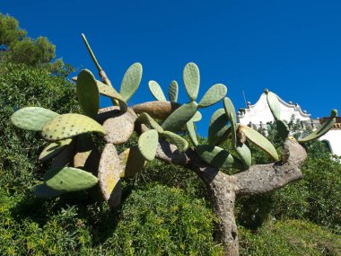 İspanya 'daki Barselona şehri.
