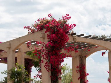 Akdeniz 'deki Korsika Adası