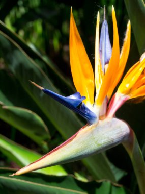the portugese island auf Madeira