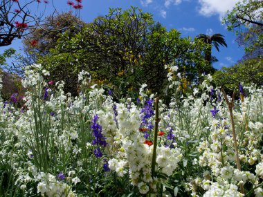 the portugese island auf Madeira