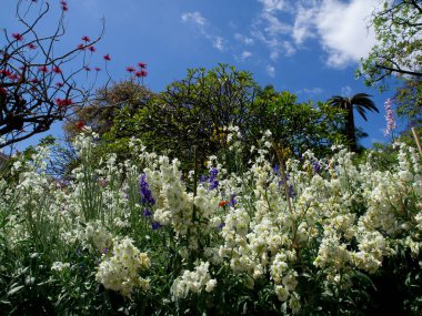 the portugese island auf Madeira