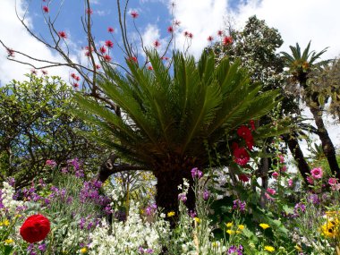the portugese island auf Madeira