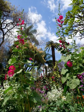 the portugese island auf Madeira