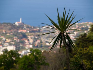 the portugese island auf Madeira