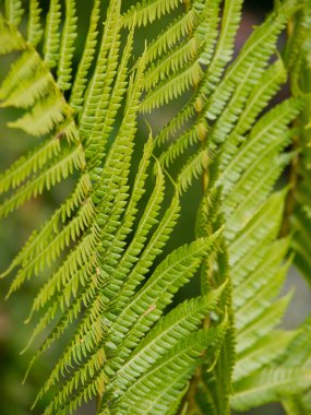 the portugese island auf Madeira