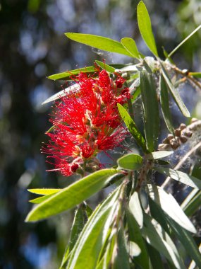 the portugese island auf Madeira