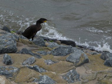 Kuzey Denizi 'ndeki Norderney Adası