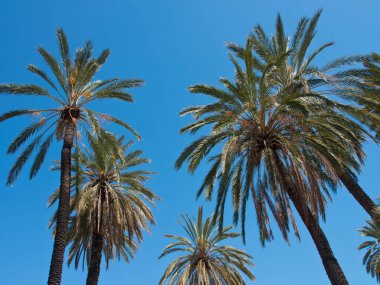 the city of palermo in italy