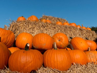 Almanya'da birçok kabak