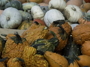 Almanya'da birçok kabak