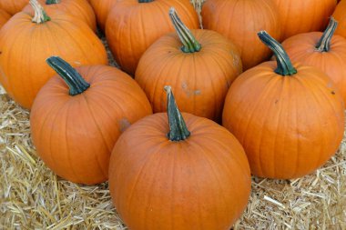 Almanya'da birçok kabak