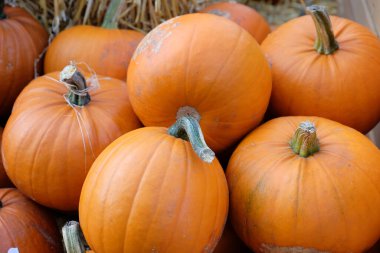 Almanya'da birçok kabak