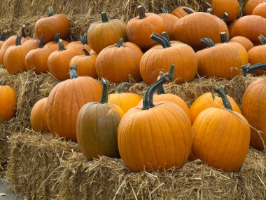 Almanya'da birçok kabak