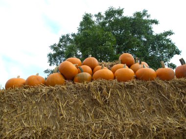 Almanya'da birçok kabak