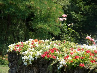 Avusturya 'nın Viyana kenti