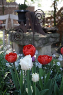 Baharda Alman bahçesinde çiçekler.