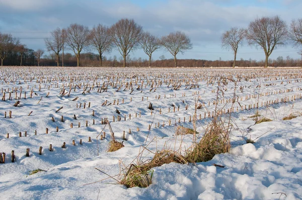 stock image winter time in the german munsterland