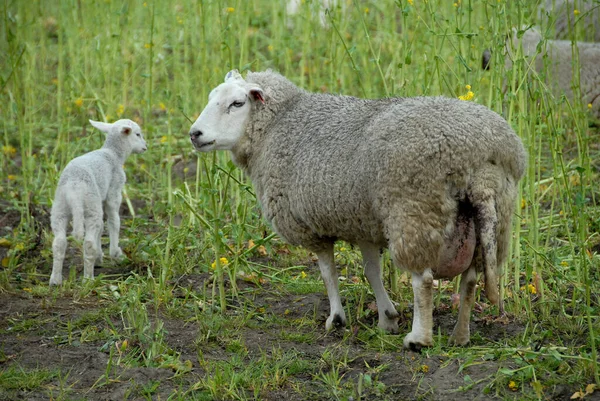 Wiele Owiec Westfalii — Zdjęcie stockowe