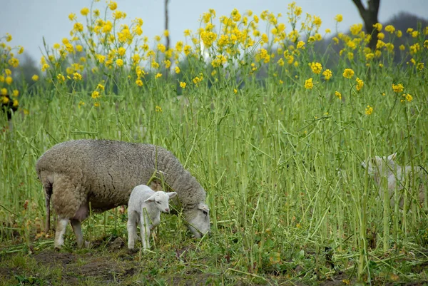 西フィリピンの多くの羊は — ストック写真