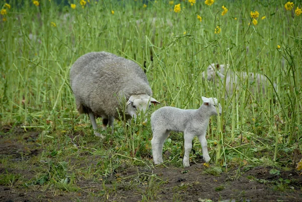 Many Sheeps Westphalia — Stock Photo, Image