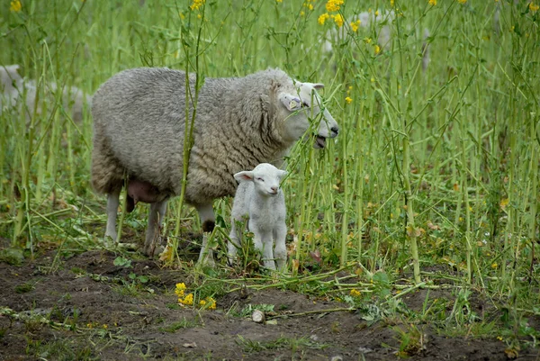 在威斯特伐利亚有许多羊 — 图库照片