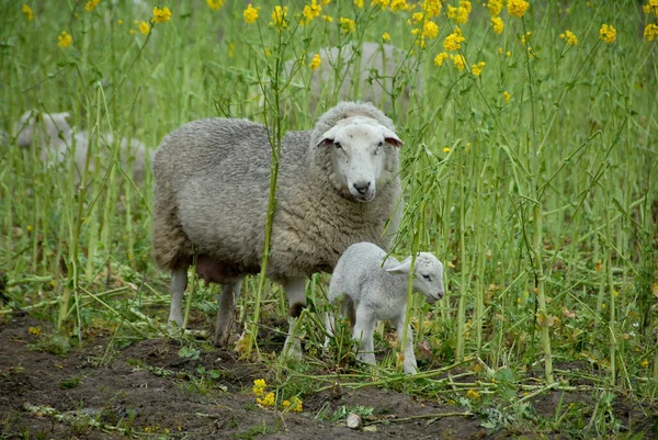 Many Sheeps Westphalia — Stock Photo, Image