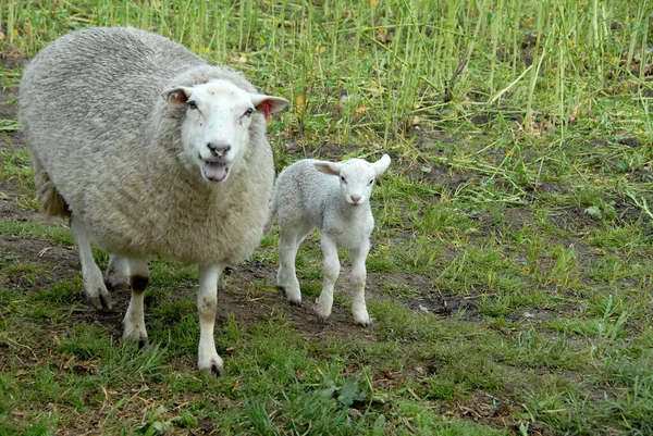 Viele Schafe Westfalen — Stockfoto
