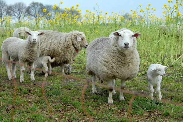 Πολλά Πρόβατα Στη Δυτική Ακτή — Φωτογραφία Αρχείου
