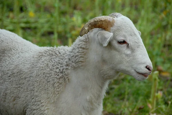 在威斯特伐利亚有许多羊 — 图库照片