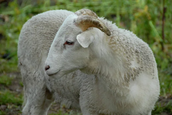 Viele Schafe Westfalen — Stockfoto