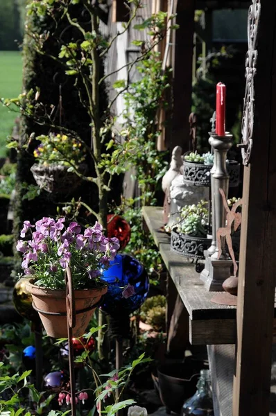 Flores Jardín Alemán Primavera — Foto de Stock