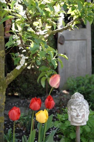 Fleurs Dans Jardin Allemand Printemps — Photo
