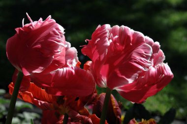 Baharda Alman bahçesinde çiçekler.