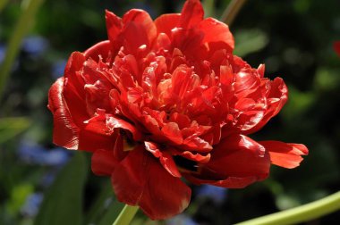 Baharda Alman bahçesinde çiçekler.