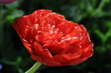 Baharda Alman bahçesinde çiçekler.