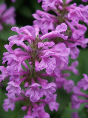 Bir yaz bahçesinde çiçekler