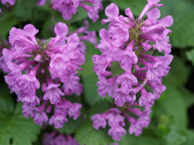 Bir yaz bahçesinde çiçekler