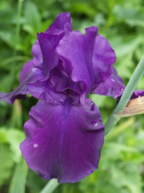 Bir yaz bahçesinde çiçekler