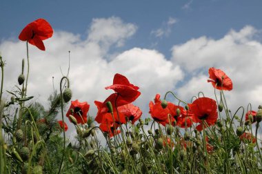 Bir yaz bahçesinde çiçekler